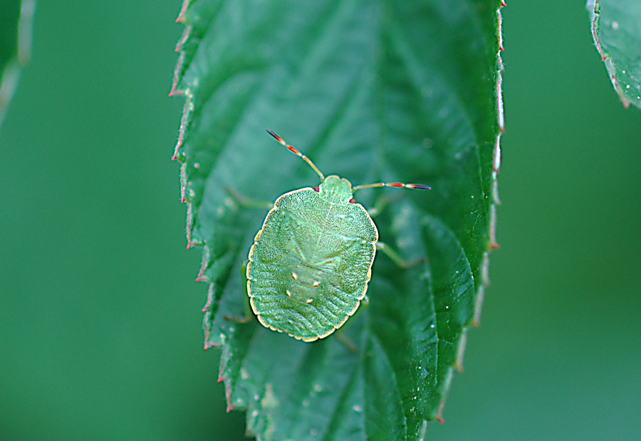 Pentatomidae: Palomena prasina (ninfa) dell''Emilia